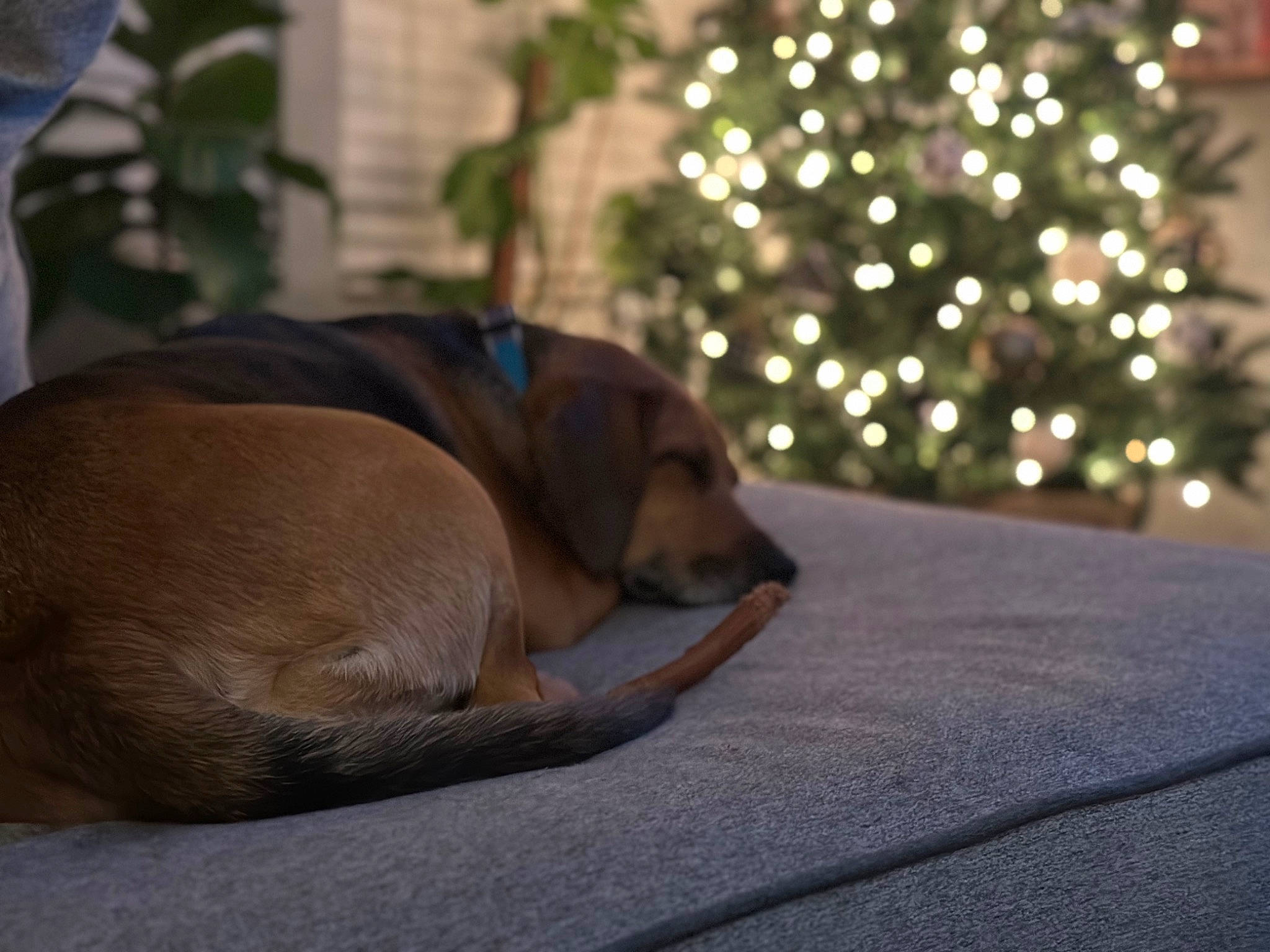 Rose is registered to the contest to win money with this photo: carnivore, christmas_tree, comfort, companion_dog, conifer, dog, dog_breed, event, fawn, flooring, guard_dog, liver, ornament, plant, retriever, tail, tints_and_shades, tree, wood, working_animal