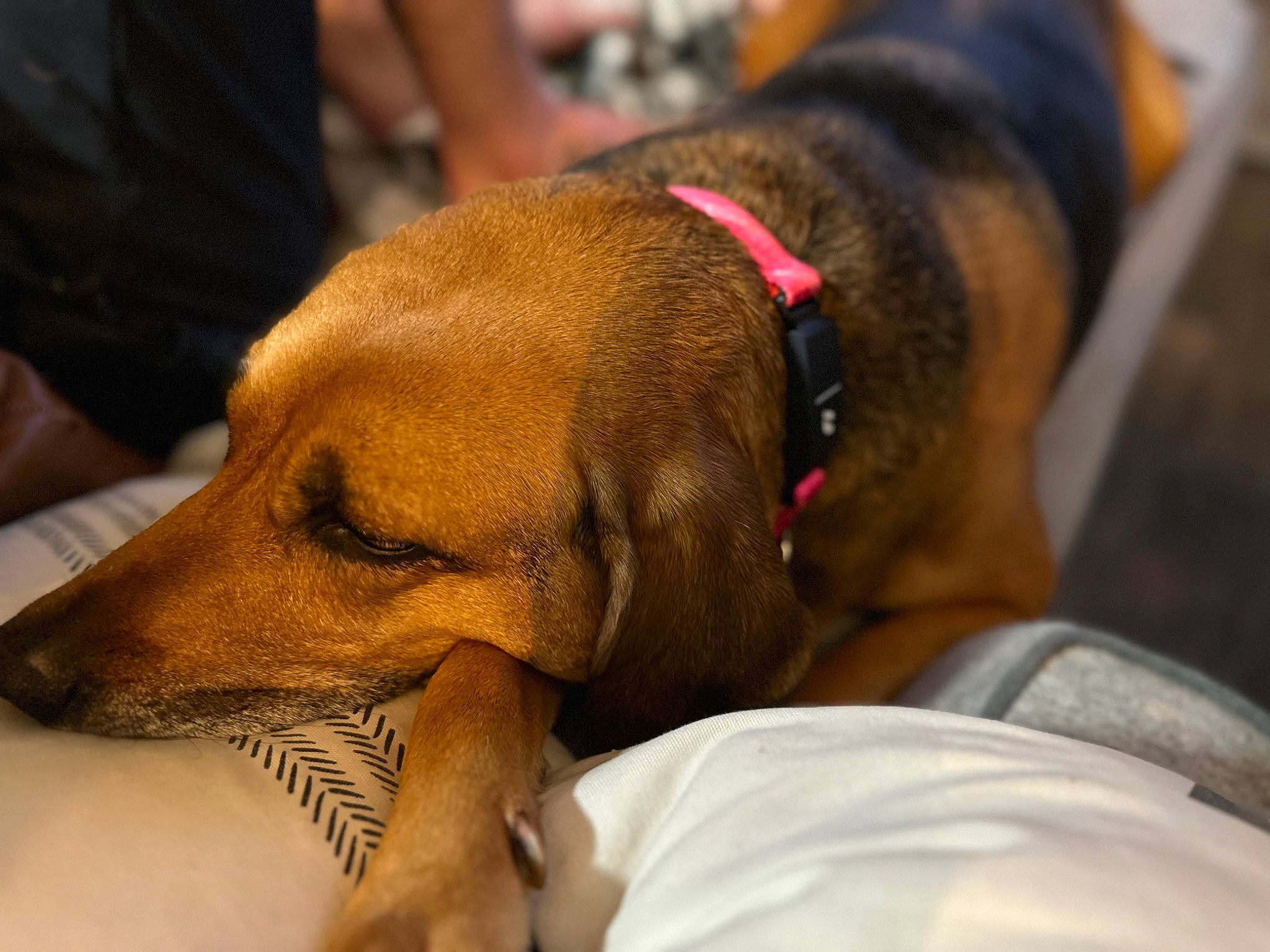 Rose joined the competition — help win amazing prizes! canidae, carnivore, collar, comfort, companion_dog, dog, dog_breed, dog_collar, dog_supply, ear, fawn, fur, guard_dog, hound, liver, paw, snout, sporting_group, whiskers, working_animal