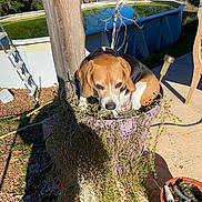 Nino a rejoint le concours — aidez-le/la à gagner de superbes lots ! dog, beagle, flower_pot, plant, outdoor, sunny, shadow, pool, garden_tools, concrete, grass, tree, wooden_post, ladder, shrubbery, nature, pet, animal, daylight, leaf