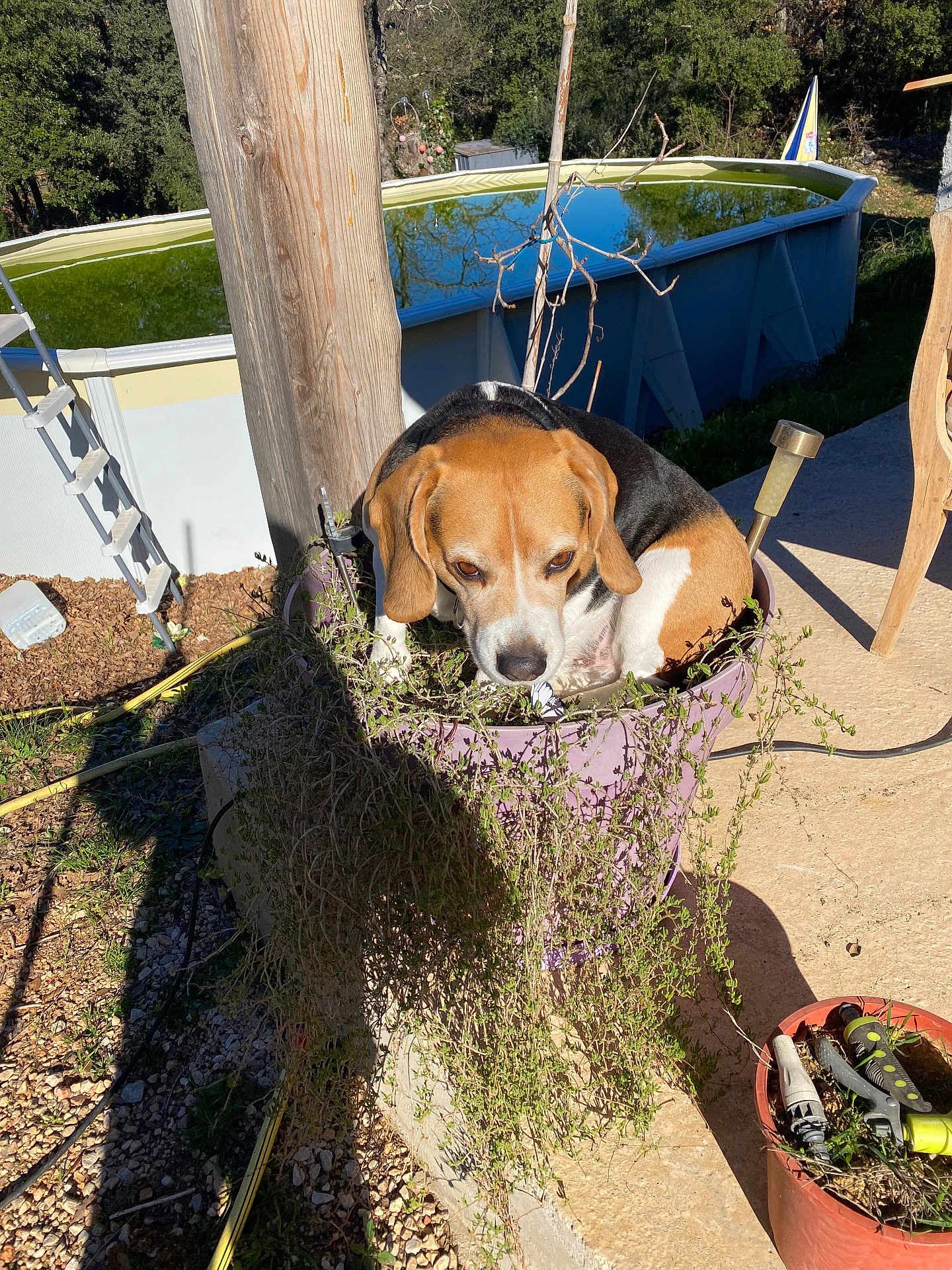 Nino a rejoint le concours — aidez-le/la à gagner de superbes lots ! dog, beagle, flower_pot, plant, outdoor, sunny, shadow, pool, garden_tools, concrete, grass, tree, wooden_post, ladder, shrubbery, nature, pet, animal, daylight, leaf