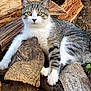 cat, tabby, animal, pet, wood, firewood, nature, outdoor, fur, whiskers, paws, earth, relaxing, curious, eyes, mammal, striped, resting, closeup, daylight