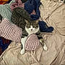 cat, tabby_cat, knitted_blanket, bed, sheet, person, arm, bracelet, resting, indoor, cozy, textile, pattern, colorful, relaxation, feline, domestic_animal, fur, paw, laying