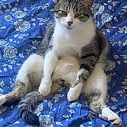 Tigrou a rejoint le concours — aidez-le/la à gagner de superbes lots ! animal, bed, blue_bedspread, cat, cute, domestic_cat, ears, feline, floral_pattern, four_legs, fur, indoor, looking, pet, relaxed, resting, sitting, tabby, tail, whiskers