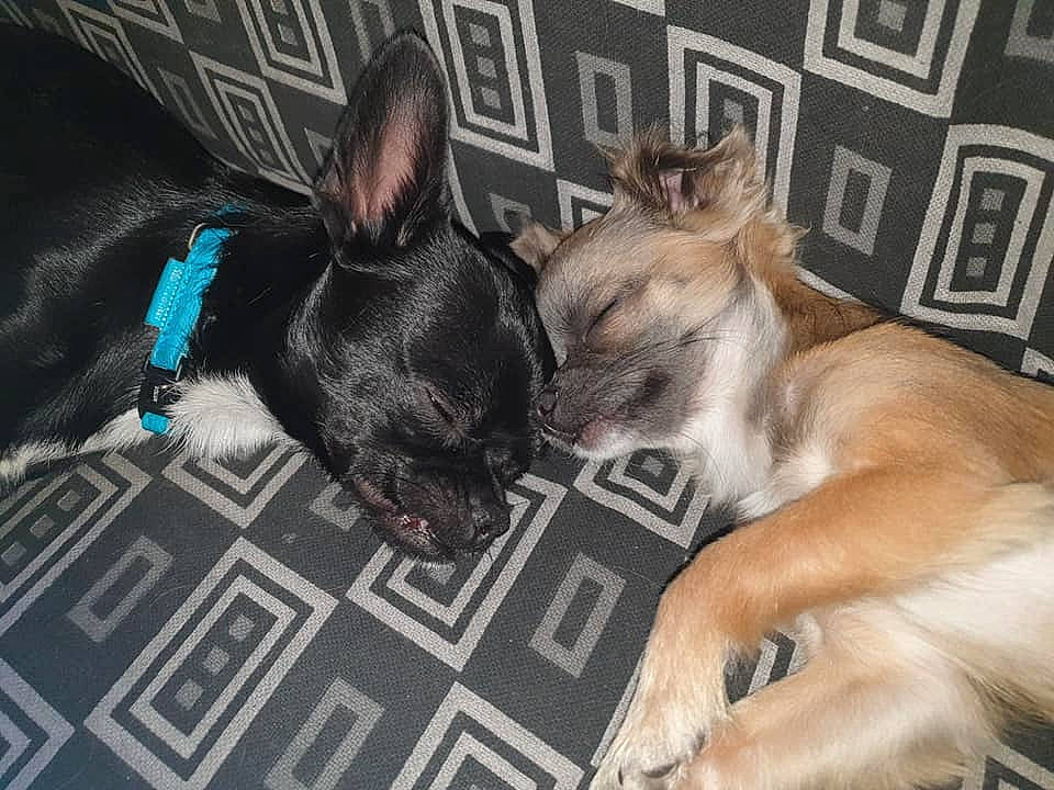 Piwi participe au concours pour gagner de l'argent avec cette photo : canidae, carnivore, companion_dog, dog, dog_breed, ear, fawn, french_bulldog, mammal, non_sporting_group, snout