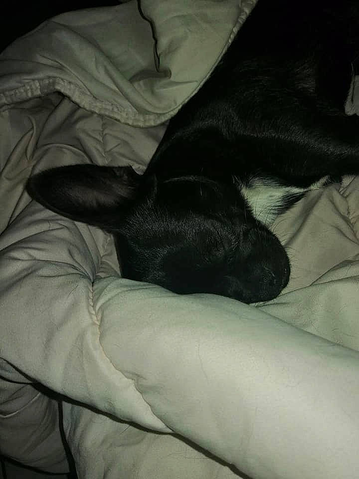 Piwi a rejoint le concours — aidez-le/la à gagner de superbes lots ! black, canidae, comfort, fur, leg, non_sporting_group, sleep, sporting_group