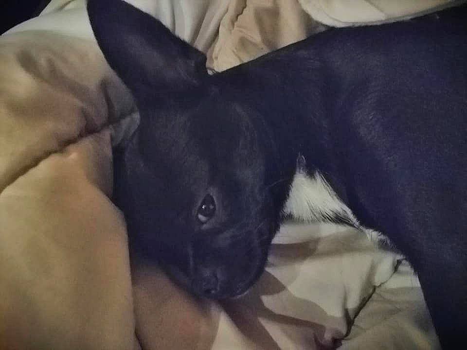 Piwi a rejoint le concours — aidez-le/la à gagner de superbes lots ! boston_terrier, canidae, carnivore, companion_dog, dog, dog_breed, ear, fawn, french_bulldog, mammal, non_sporting_group, snout, sporting_group, whiskers