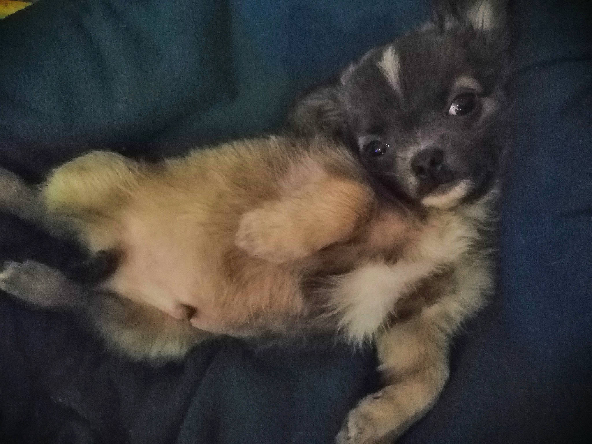 Leo participe au concours pour gagner de l'argent avec cette photo : canidae, carnivore, companion_dog, dog, dog_breed, fawn, mammal, non_sporting_group, pomeranian, puppy, toy_dog, vertebrate