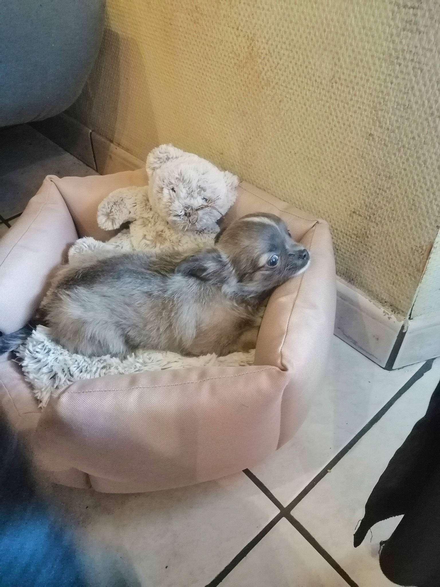 Leo a rejoint le concours — aidez-le/la à gagner de superbes lots ! canidae, carnivore, companion_dog, czechoslovakian_wolfdog, dog, dog_breed, fawn, nap, norwegian_elkhound, puppy, shih_tzu, wolfdog