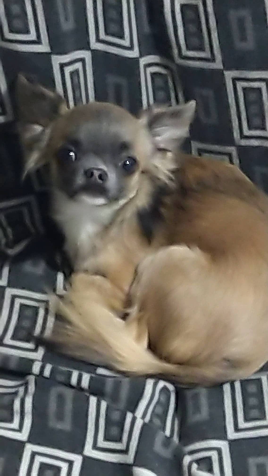 Leo a rejoint le concours — aidez-le/la à gagner de superbes lots ! beige, black, brown, canidae, carnivore, companion_dog, dog, dog_breed, fawn, fur, iris, photograph, photography, puppy, snapshot, snout, terrestrial_animal, toy_dog, whiskers, working_animal