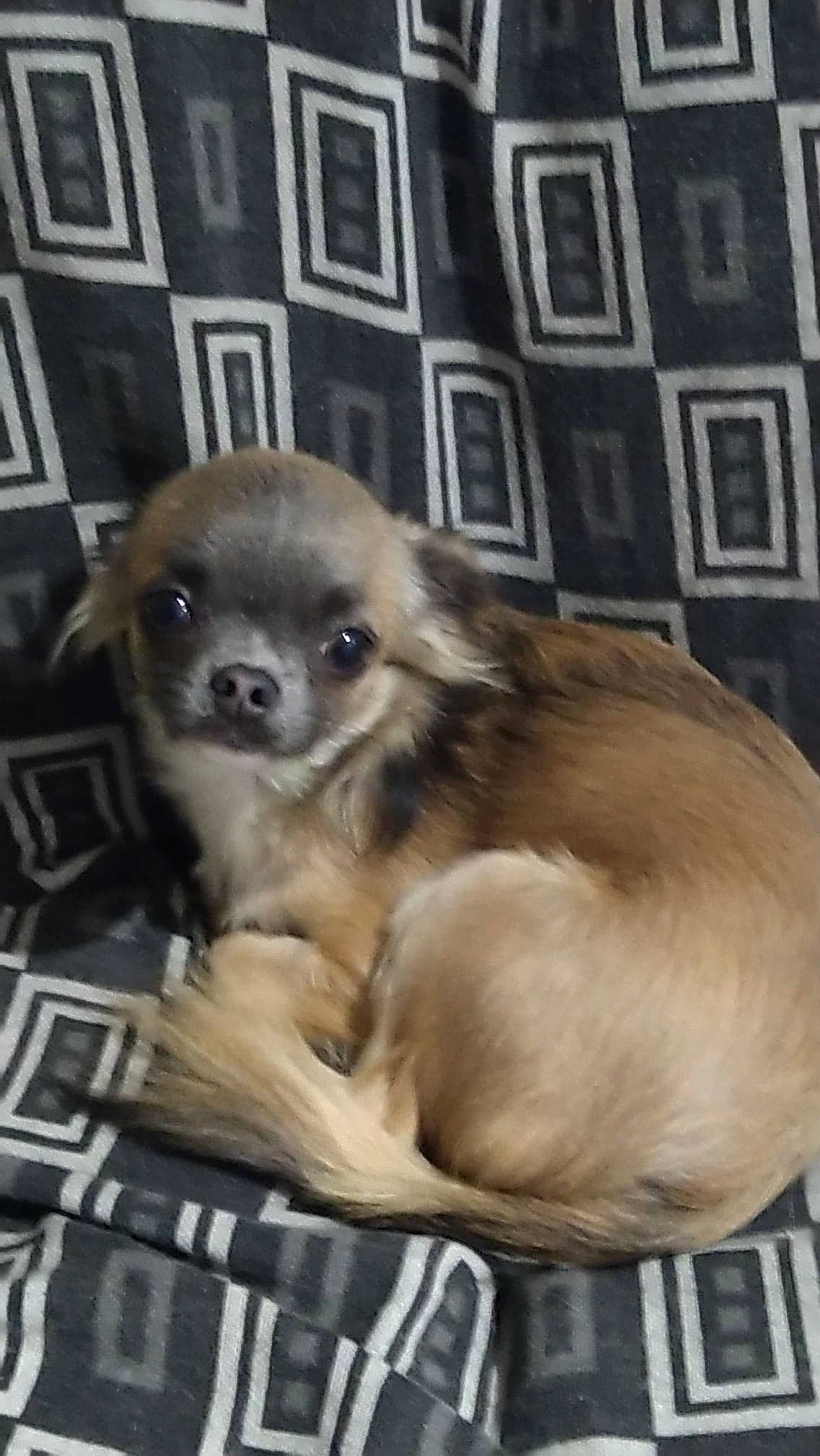 Leo participe au concours pour gagner de l'argent avec cette photo : beige, brown, canidae, carnivore, companion_dog, dog, dog_breed, fawn, fur, iris, liver, puppy, skin, snout, terrestrial_animal, toy_dog, working_animal