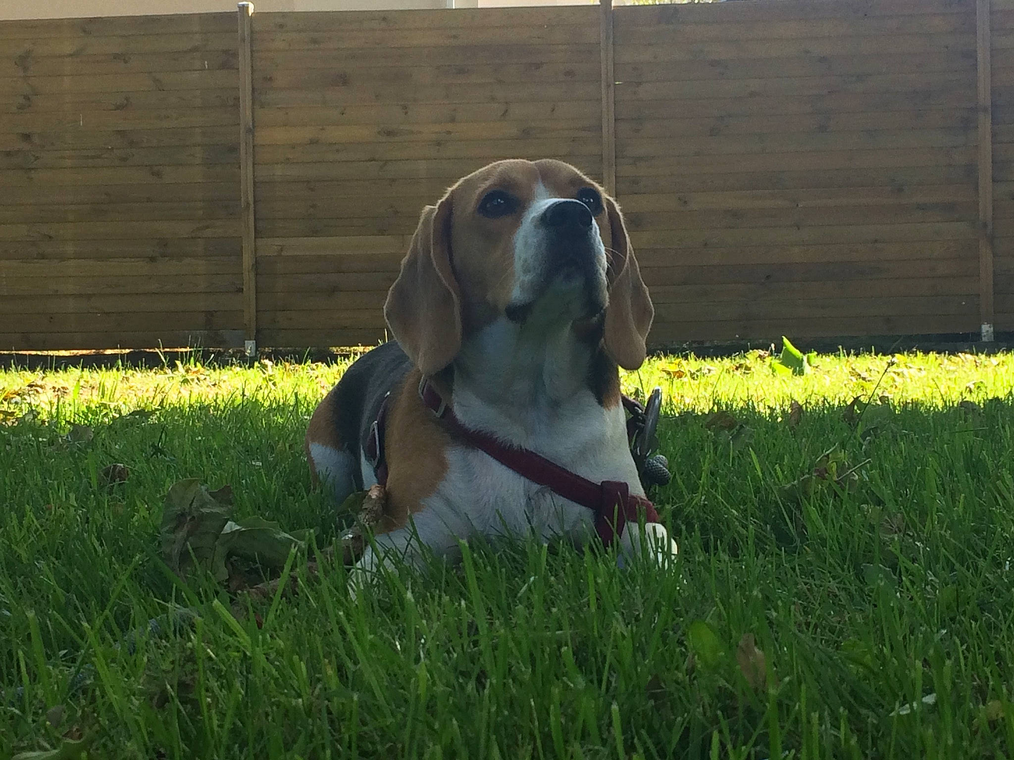 Myrtille participe au concours pour gagner de l'argent avec cette photo : artois_hound, basset_artesien_normand, basset_hound, bracco_italiano, canidae, carnivore, dog, dog_breed, ear, grass, grass_family, hound, mammal, pasture, plant, scent_hound, schweizer_laufhund, snout, sporting_group, vertebrate