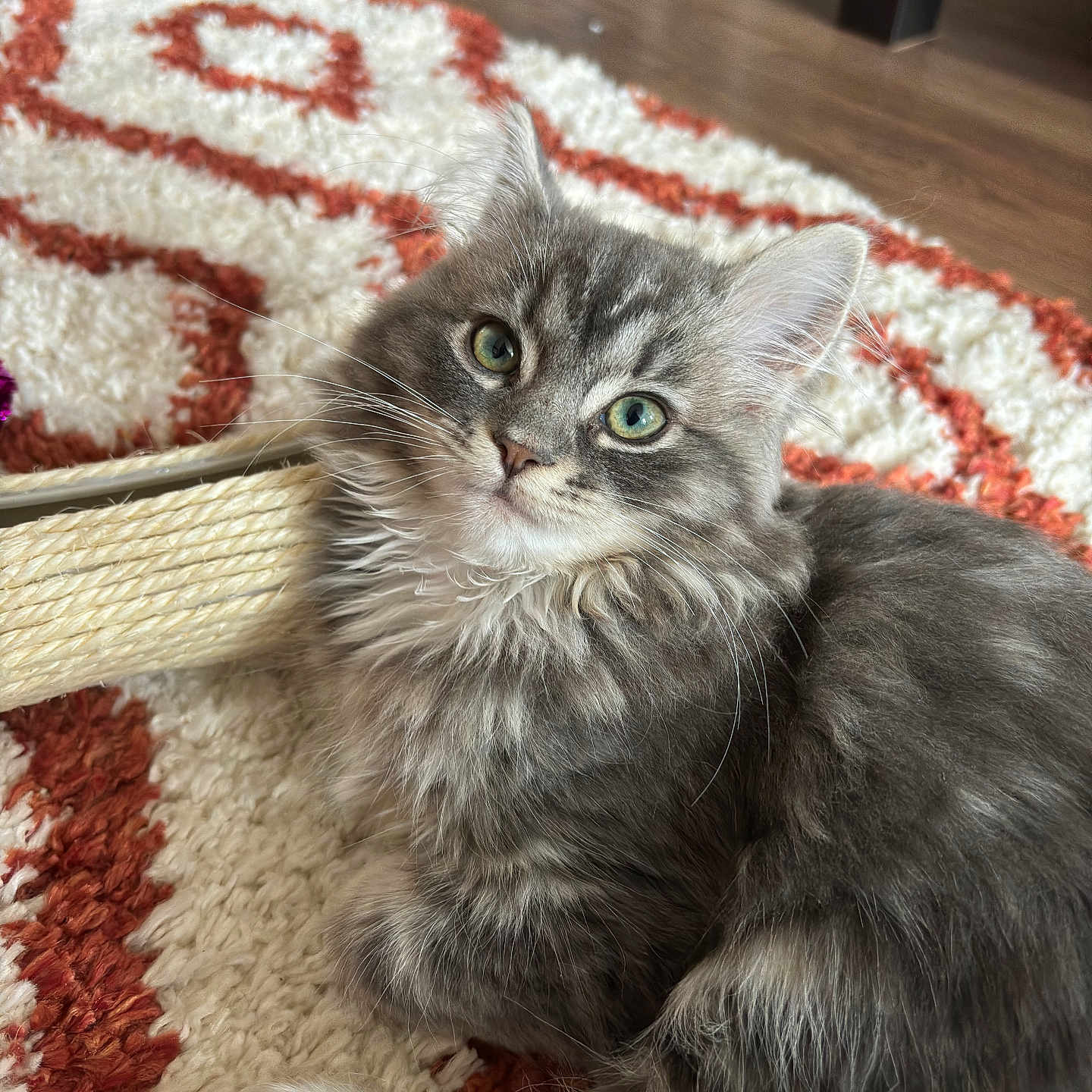 Luna is registered to the contest to win money with this photo: abyssinian, angora, animal, blanket, cat, hardwood, homedecor, kitten, manx, pet, plywood, quilt, rug, siamese, wood