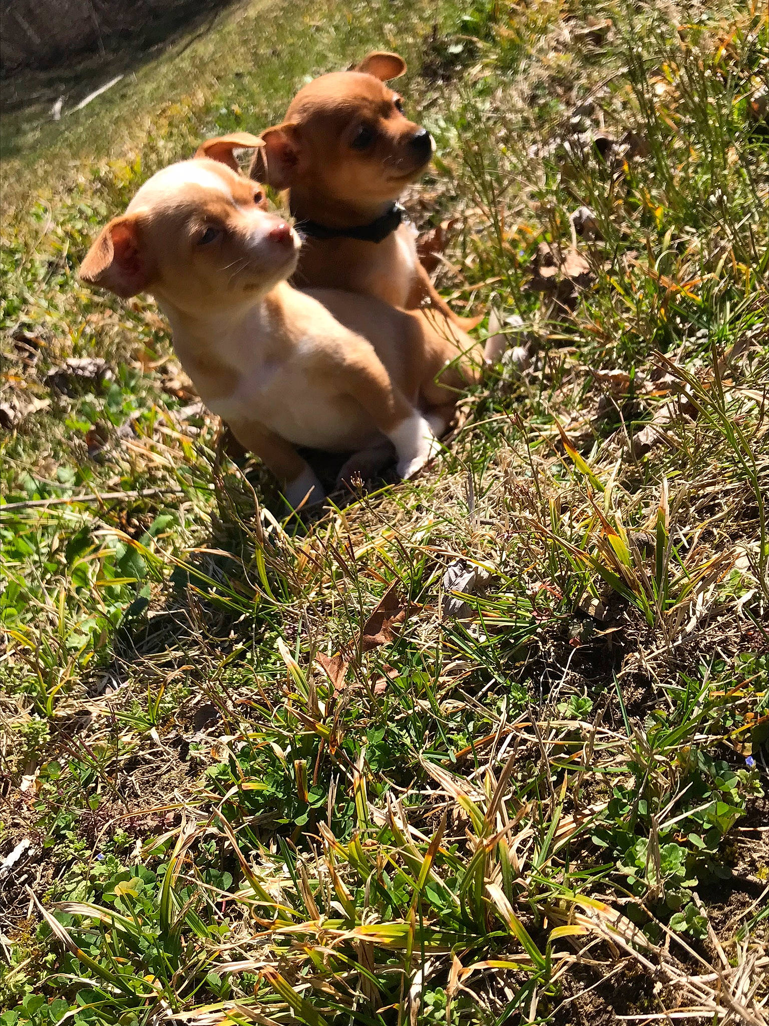 Lilah Eve is registered to the contest to win money with this photo: canidae, carnivore, companion_dog, dog, dog_breed, fawn, grass, mammal, plummer_terrier