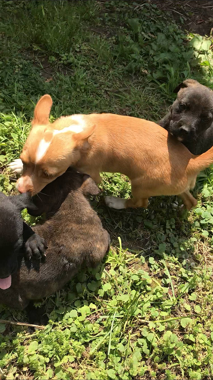 Lilah Eve joined the competition — help win amazing prizes! black_mouth_cur, canidae, carnivore, dog, dog_breed, fawn, mammal, snout, vertebrate