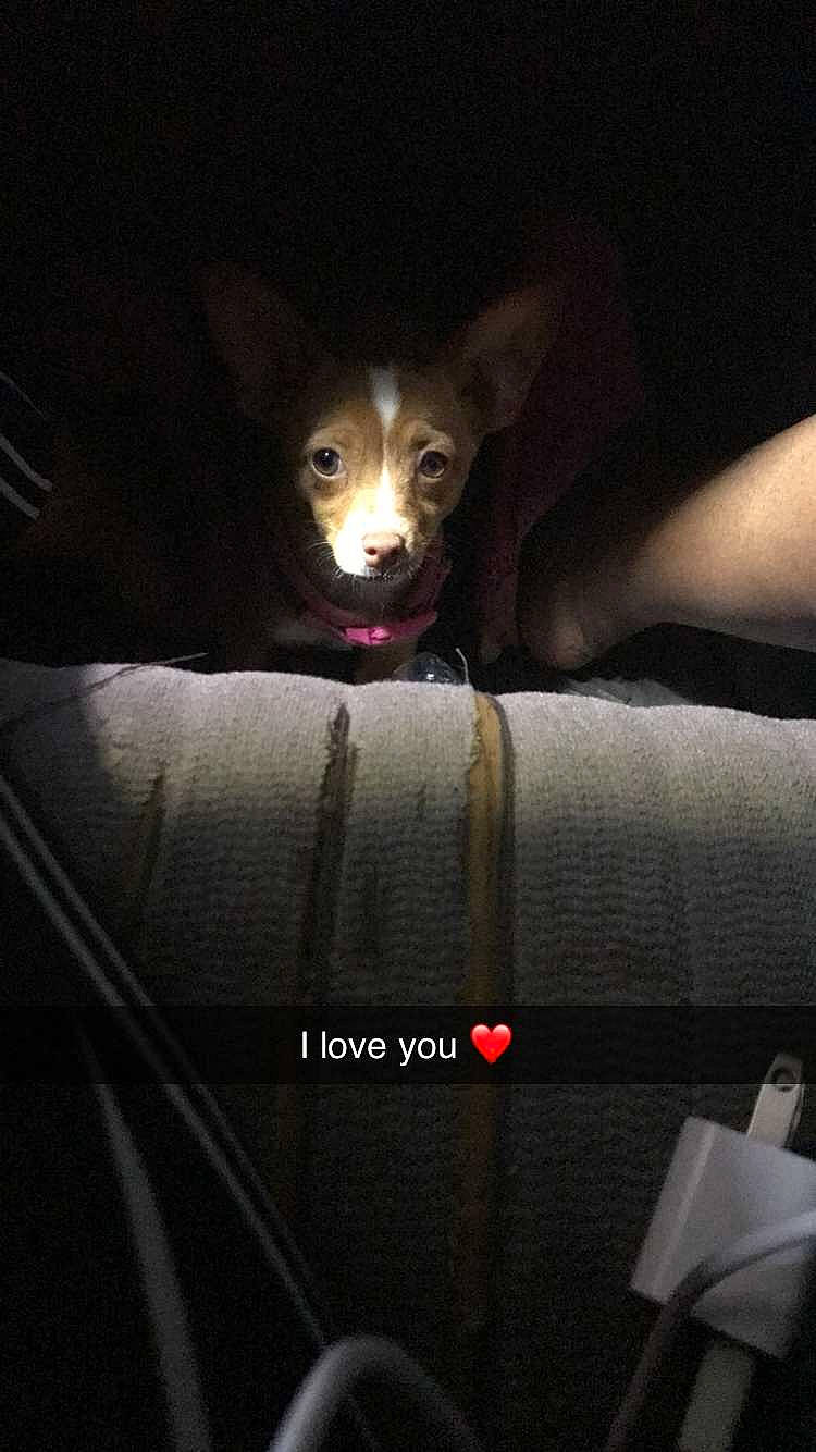 Lilah Eve is registered to the contest to win money with this photo: canidae, carnivore, cat, chihuahua, darkness, dog, dog_breed, ear, fawn, felidae, kitten, mammal, puppy, small_to_medium_sized_cats, snout, whiskers