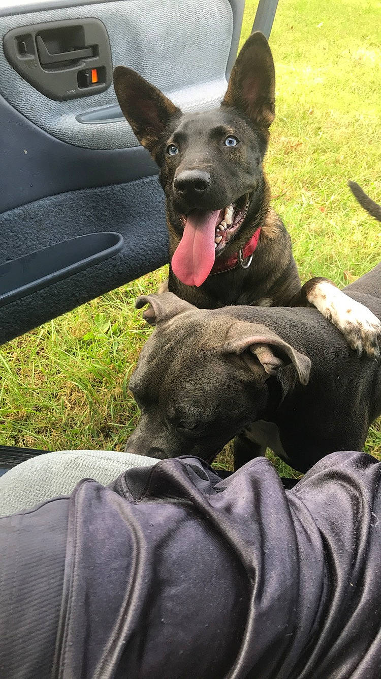 Dobbie is registered to the contest to win money with this photo: canidae, carnivore, dog, dog_breed, dutch_shepherd_dog, formosan_mountain_dog, mammal, rare_breed_dog, snout, vertebrate