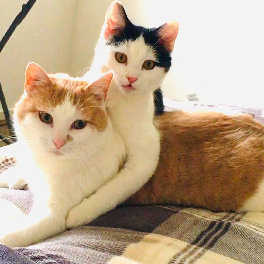 Kip Et Pinky participe au concours pour gagner de l'argent avec cette photo : aegean_cat, american_wirehair, arabian_mau, asian, carnivore, cat, domestic_short_haired_cat, european_shorthair, fawn, felidae, fur, kitten, mammal, ojos_azules, paw, polydactyl_cat, small_to_medium_sized_cats, tail, turkish_van, whiskers