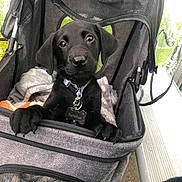 Barney Bastin is registered to the contest to win money with this photo: puppy, dog, black_dog, pet, stroller, blanket, collar, tag, cute, animal, young_dog, indoors, cozy, curious, paws, fur, nose, ears, mesh, outdoor