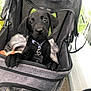 puppy, dog, black_dog, pet, stroller, blanket, collar, tag, cute, animal, young_dog, indoors, cozy, curious, paws, fur, nose, ears, mesh, outdoor