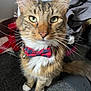 Twitch is registered to the contest to win money with this photo: cat, tabby, bow_tie, pet, feline, whiskers, green_eyes, carpet, indoor, sitting, animal, cute, domestic_animal, fur, ears, collar, clothing, home, closeup, portrait