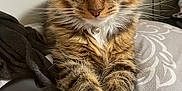 Twitch joined the competition — help win amazing prizes! cat, tabby, white_paws, pet, gaming_controller, bedspread, indoor, close_up, feline, whiskers, relaxed, cute, animal, domestic_cat, striped, paws, fur, playing, technology, resting