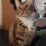 Twitch joined the competition — help win amazing prizes! cat, tabby, fluffy, white_chest, indoor, pet, animal, furniture, fan, clothing, cozy, closeup, portrait, sitting, looking_up, domestic, feline, whiskers, ears, fur