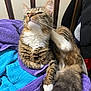 Twitch joined the competition — help win amazing prizes! cat, tabby, fluffy, white_paws, white_chest, towel, purple_towel, blue_towel, grooming, paw_raised, indoor, wooden_headboard, pet, feline, striped, whiskers, tail, cozy, relaxed, fur