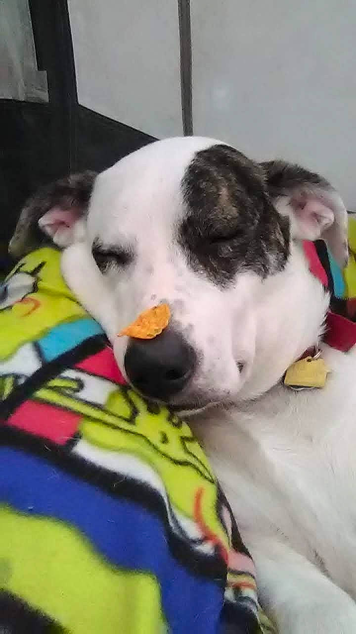 Sadie is registered to the contest to win money with this photo: canidae, carnivore, collar, comfort, companion_dog, dog, dog_breed, dog_collar, dog_supply, dog_toy, fawn, linens, mammal, pet_supply, snout, sporting_group, tail, vertebrate, whiskers, working_animal