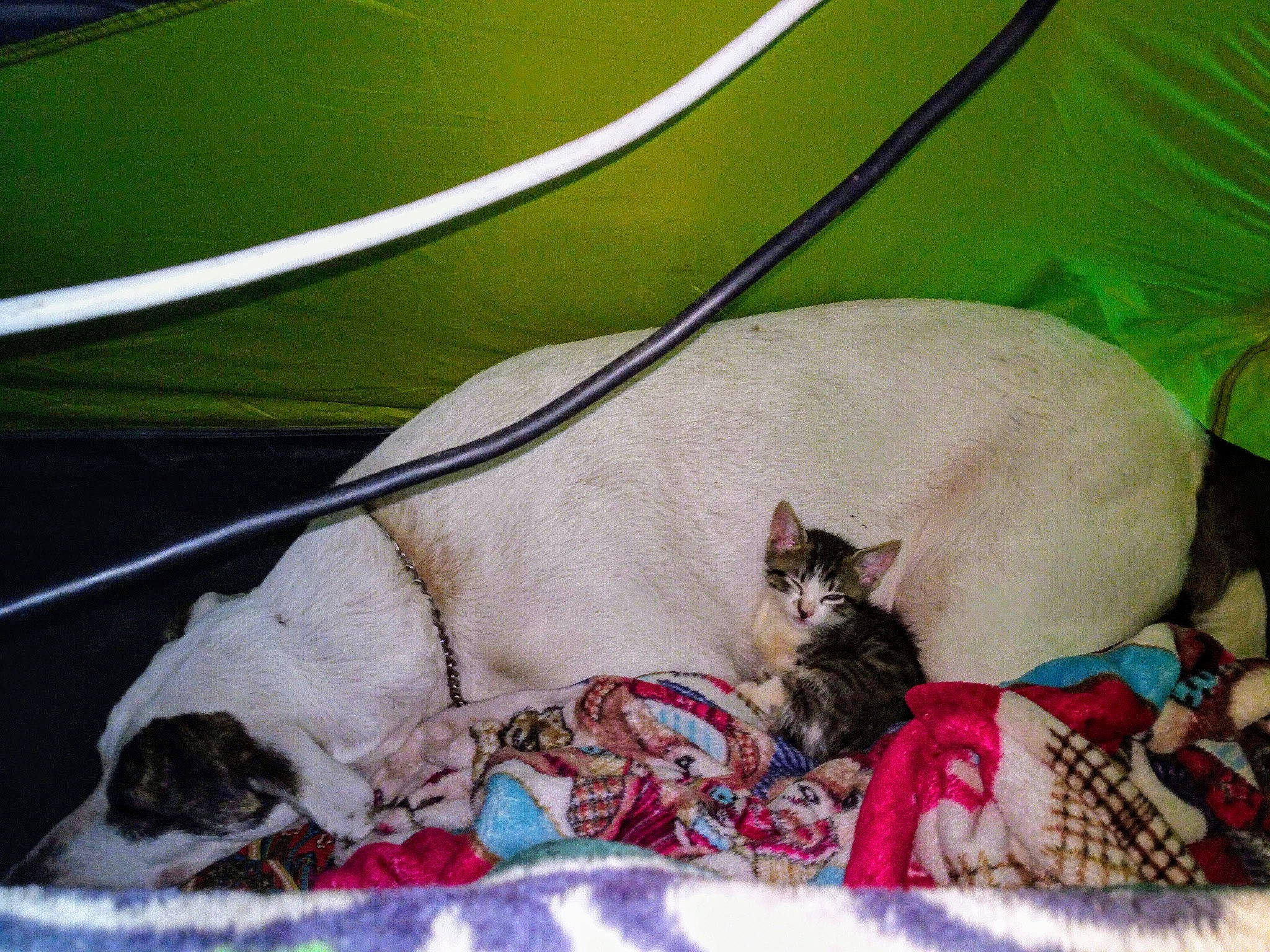 Sadie is registered to the contest to win money with this photo: canidae, carnivore, cat, collar, comfort, companion_dog, dog_breed, domestic_short_haired_cat, fawn, felidae, fur, grass, linens, paw, pet_supply, small_to_medium_sized_cats, snout, tail, thai, whiskers