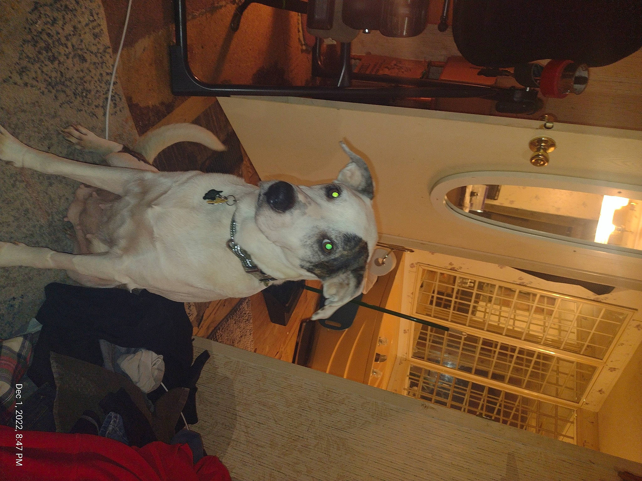 Sadie is registered to the contest to win money with this photo: bull_terrier, canidae, carnivore, collar, companion_dog, dog, dog_breed, fawn, felidae, non_sporting_group, sporting_group, whiskers, working_animal