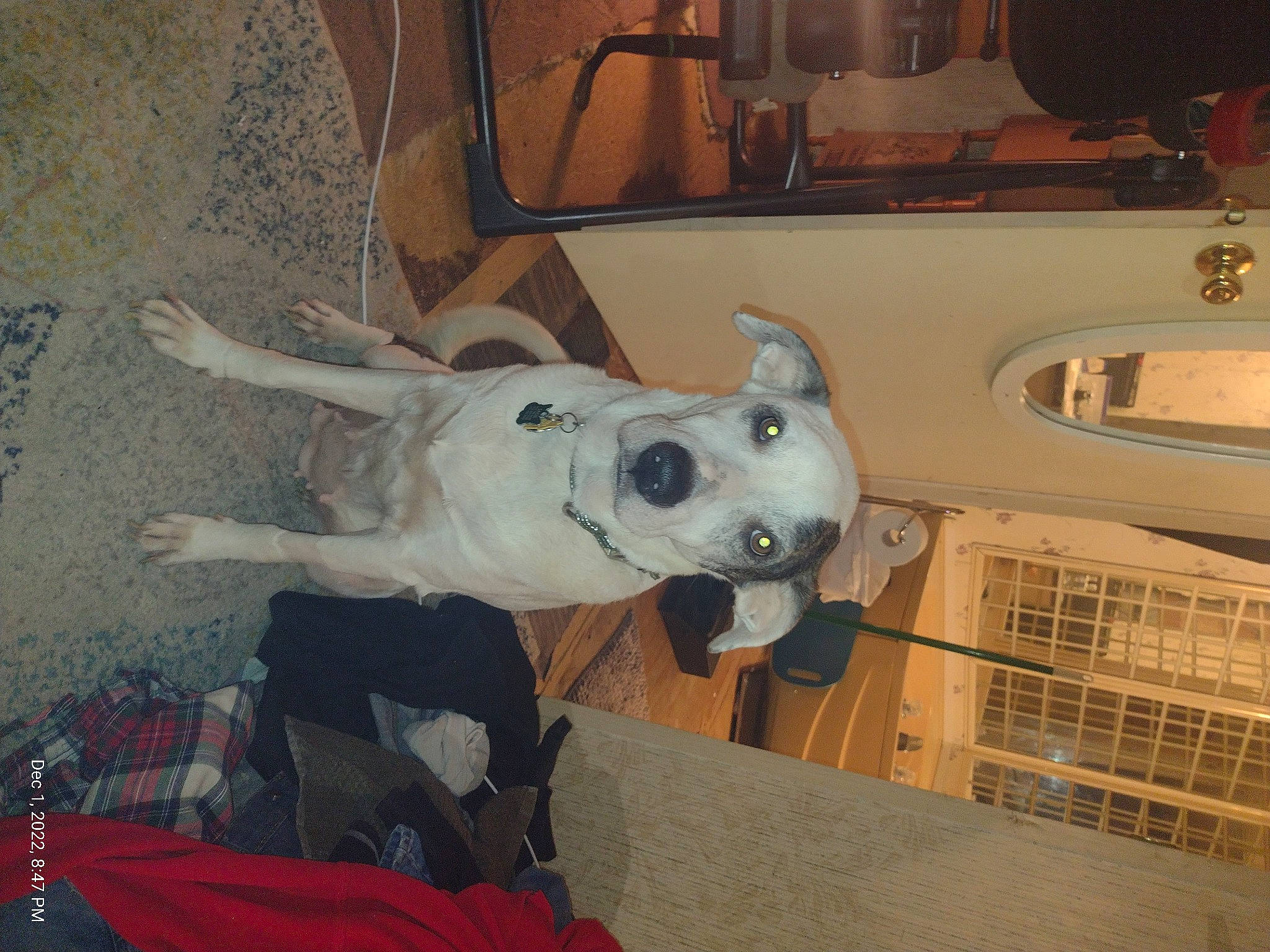 Sadie is registered to the contest to win money with this photo: automotive_lighting, canidae, carmine, carnivore, companion_dog, dog, dog_breed, fawn, fur, luggage_and_bags, non_sporting_group, snout, sporting_group, vehicle, vehicle_door, working_animal