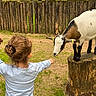 animal, brown_hair, casual_clothing, child, curious, daylight, farm, fence, goat, grass, hair_bun, interaction, jeans, nature, outdoor, petting_zoo, rustic, tree_stump, white_shirt, young_child