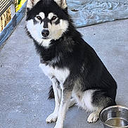 Inuk a rejoint le concours — aidez-le/la à gagner de superbes lots ! dog, husky, black_and_white, sitting, pet, animal, canine, fur, ears, eyes, water_bowl, concrete_floor, outdoor, resting, portrait, looking_at_camera, domestic, companion, animal_face, paw