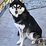 dog, husky, black_and_white, sitting, pet, animal, canine, fur, ears, eyes, water_bowl, concrete_floor, outdoor, resting, portrait, looking_at_camera, domestic, companion, animal_face, paw