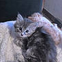 kitten, cat, fluffy, gray, animal, pet, cute, indoor, blanket, soft, fur, small, young, cozy, resting, looking, curious, closeup, domestic, comfort