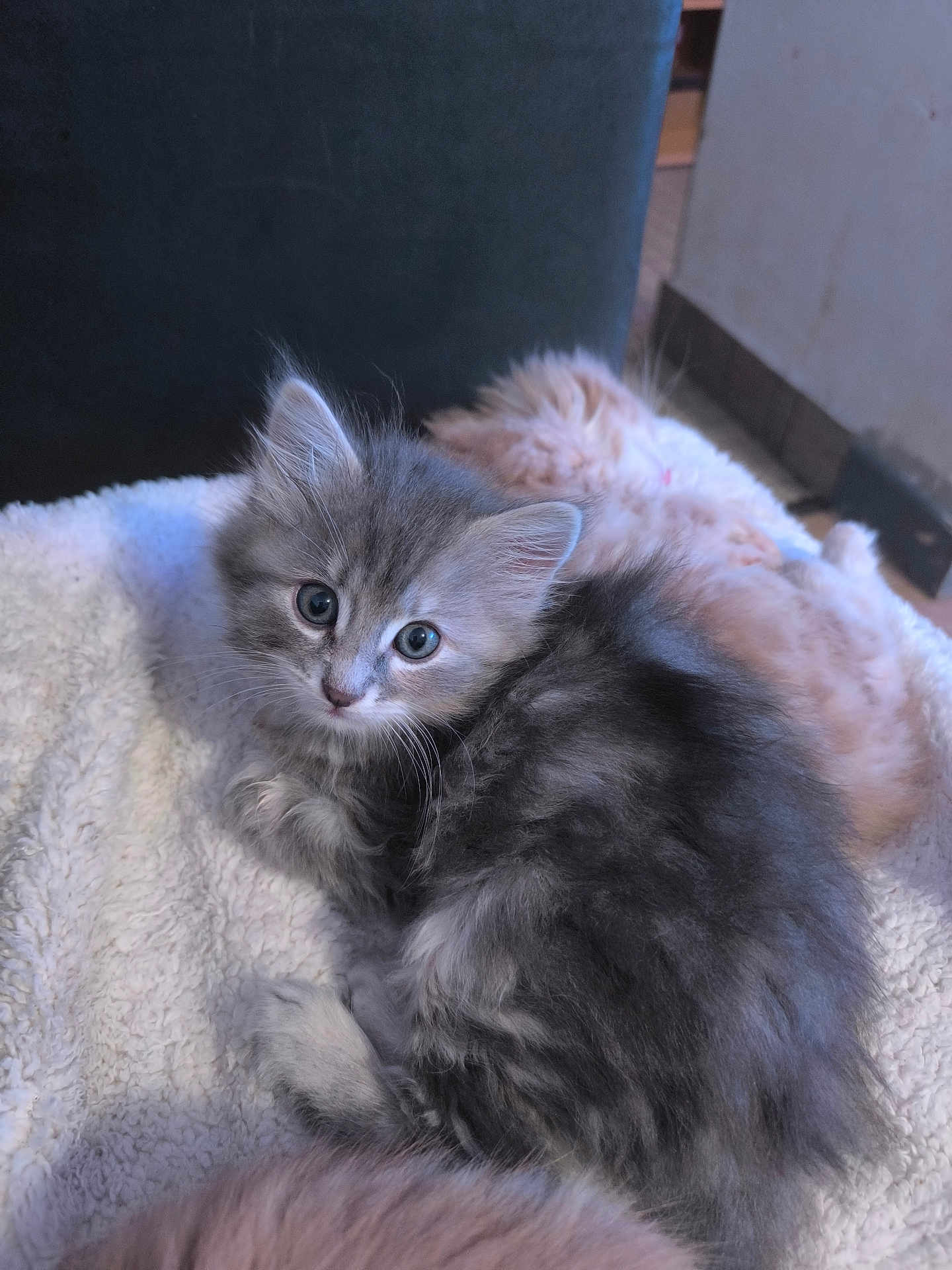Kitty