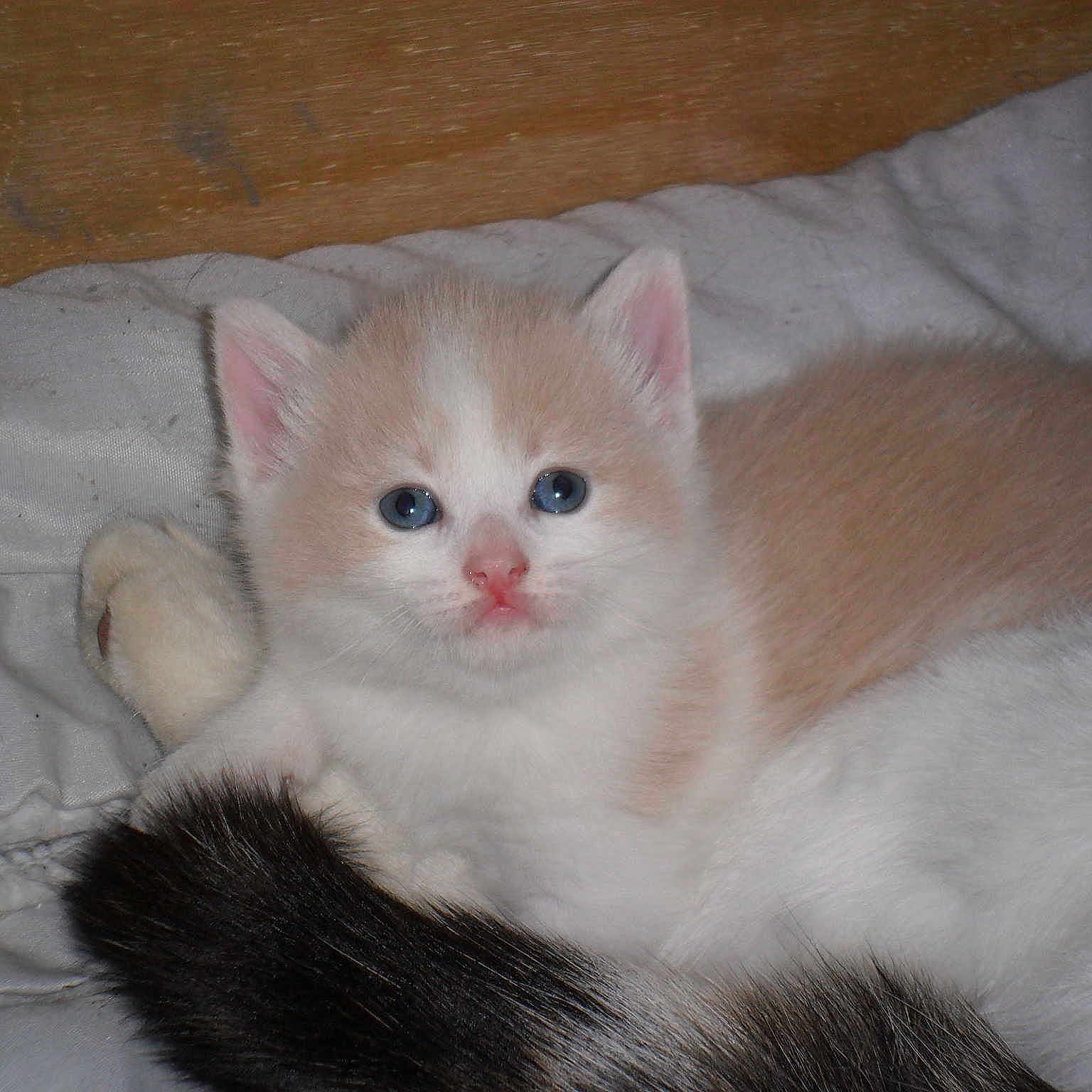 Caramel