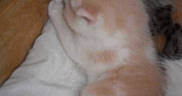Caramel participe au concours pour gagner de l'argent avec cette photo :