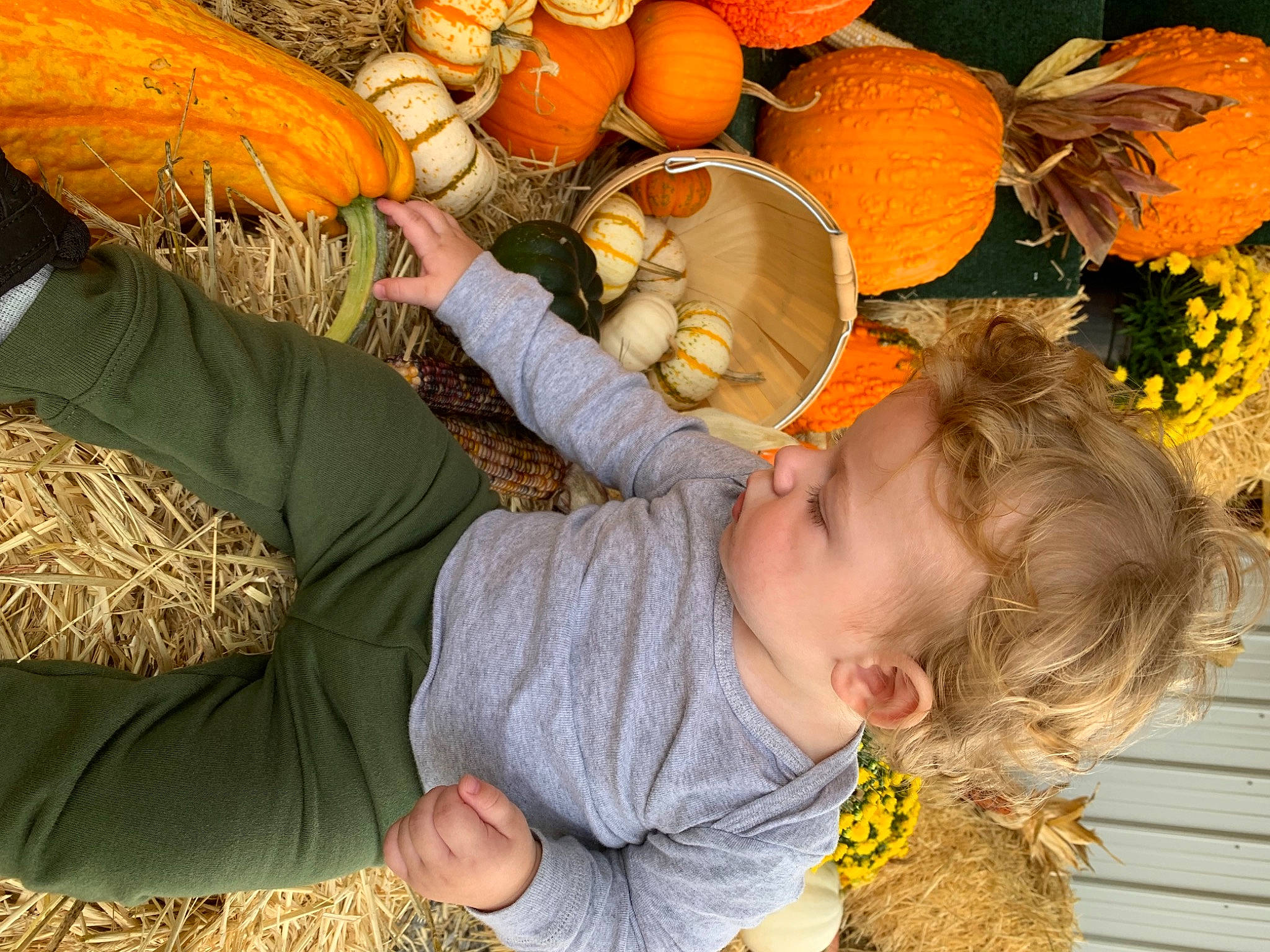 Branson is registered to the contest to win money with this photo: baby_toddler_clothing, calabaza, cucurbita, gourd, grass, happy, leaf, local_food, natural_foods, orange, people_in_nature, person, photograph, plant, pumpkin, squash, toddler, vegetable, whole_food, winter_squash