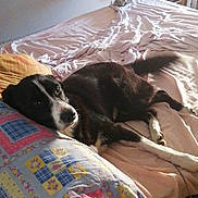 Snoopy a rejoint le concours — aidez-le/la à gagner de superbes lots ! dog, bed, pillow, blanket, indoor, resting, black_and_white, fur, sunlight, comfort, relaxation, furniture, home, pet, domestic_animal, sleepy, cozy, living_space, quiet, still_life