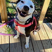 Iris joined the competition — help win amazing prizes! animal, black_and_white, canine, closeup, collar, daylight, dog, grass, happy, leash, nature, outdoor, pet, pink_harness, playful, shadow, sitting, smiling, sunlight, wooden_deck