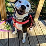 animal, black_and_white, canine, closeup, collar, daylight, dog, grass, happy, leash, nature, outdoor, pet, pink_harness, playful, shadow, sitting, smiling, sunlight, wooden_deck
