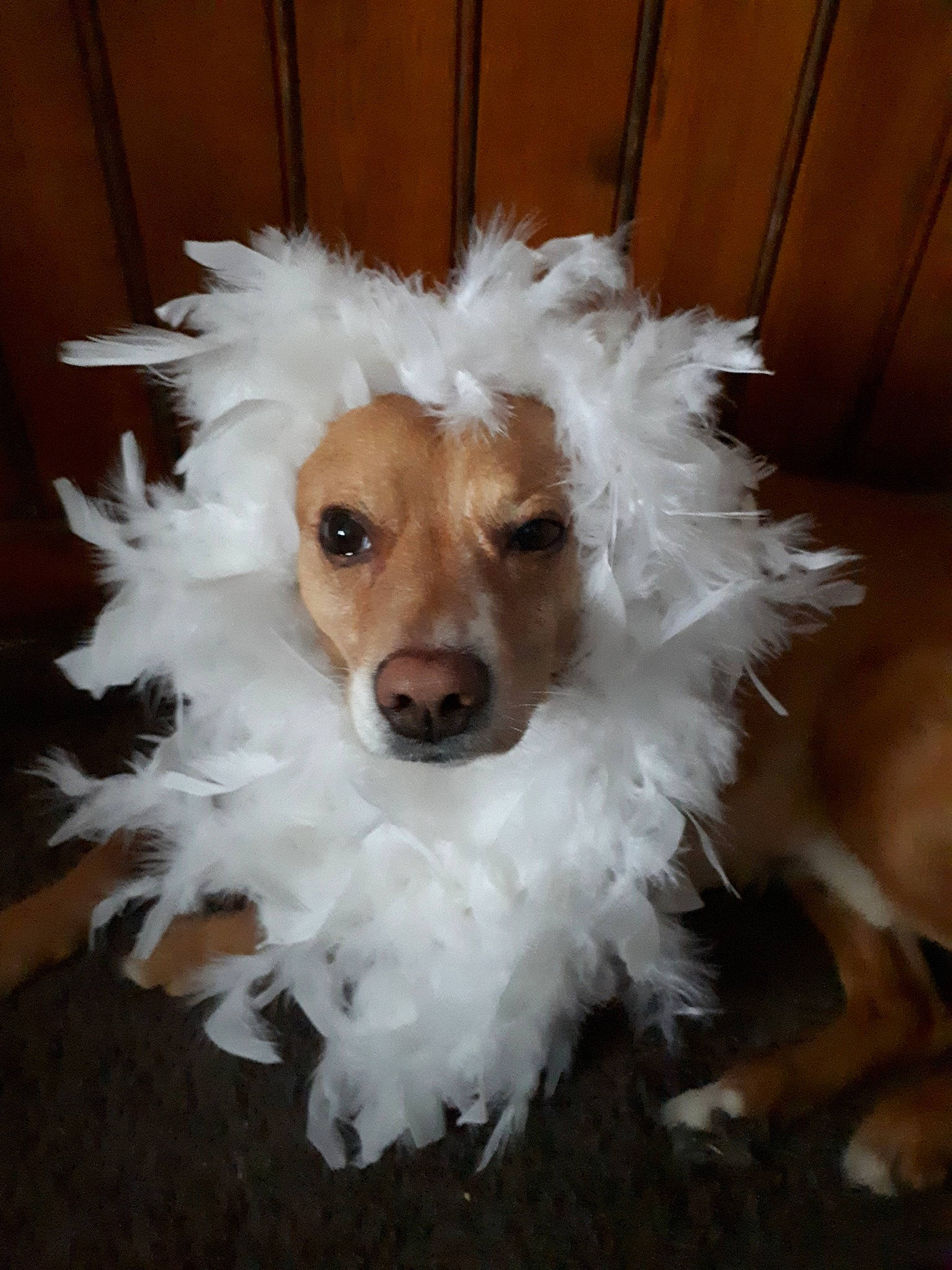Roxy participe au concours pour gagner de l'argent avec cette photo : carnivoran, companion_dog, dog, dog_breed, dog_breed_group, dog_like_mammal, person, puppy