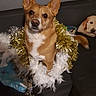 Roxy a rejoint le concours — aidez-le/la à gagner de superbes lots ! cardigan_welsh_corgi, carnivoran, companion_dog, corgi_chihuahua, dog, dog_breed, dog_breed_group, dog_like_mammal, dorgi, pembroke_welsh_corgi, welsh_corgi