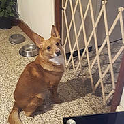 Roxy participe au concours pour gagner de l'argent avec cette photo : carolina_dog, corgi_chihuahua, dog, dog_breed, dog_breed_group, dog_like_mammal, fawn, new_guinea_singing_dog, snout