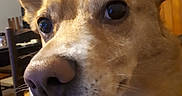 Roxy a rejoint le concours — aidez-le/la à gagner de superbes lots ! corgi_chihuahua, dog, dog_breed, dog_breed_group, dog_like_mammal, pembroke_welsh_corgi, snout, welsh_corgi, whiskers