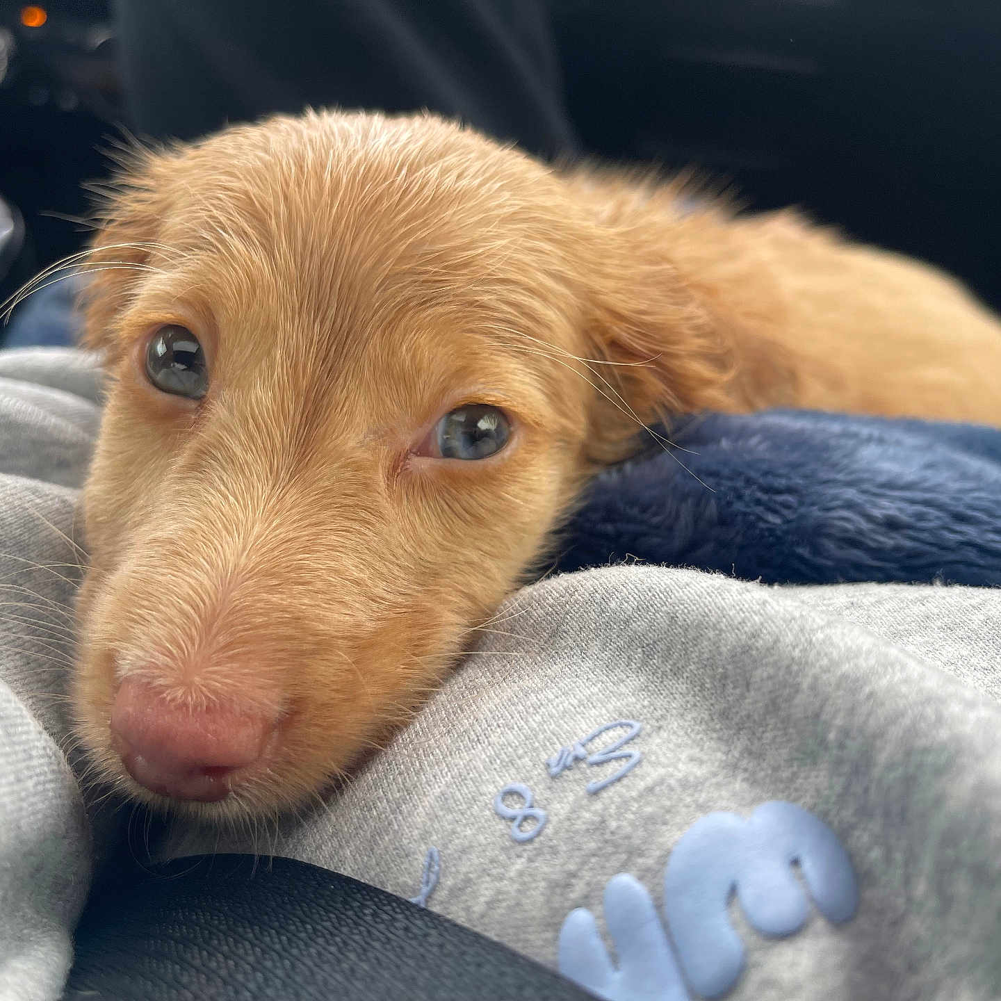 Bentley is registered to the contest to win money with this photo: animal, blanket, canine, cockerspaniel, dog, goldenretriever, hound, labradorretriever, person, pet, puppy, sleeping, snout, terrier