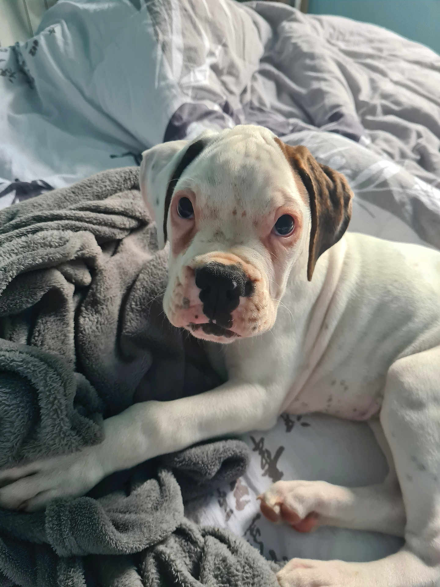 Arès participe au concours pour gagner de l'argent avec cette photo : puppy, dog, white_dog, brown_spots, blanket, bed, cute, pet, animal, fur, lying_down, indoors, soft_texture, cozy, young_dog, looking_at_camera, nostrils, ears, paw, resting