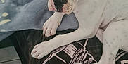 Arès participe au concours pour gagner de l'argent avec cette photo : animal, blanket, brown_ear, canine, cute, dog, domestic_animal, floor, fur, indoor, laying, looking, paw, pet, puppy, resting, throw, tile_floor, white_dog, young_dog