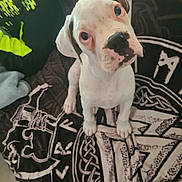 Arès participe au concours pour gagner de l'argent avec cette photo : puppy, dog, white_dog, brown_spots, cute, pet, animal, blanket, patterned_blanket, sitting, looking_up, indoors, floor_tiles, curious, floppy_ears, canine, young_dog, companion, adorable, domestic_animal